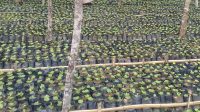 Kopi Jember : Antara Iklim, Kuantitas dan Kualitas