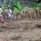 Berkebun Untuk Mengantisipasi Krisis Pangan