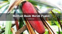 Manfaat Buah Merah Bagi Kesehatan