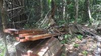 LINDUNGI HUTAN & STOP PENEBANGAN LIAR