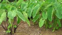 MAKNA OM (KELADI) DALAM  KEHIDUPAN SUKU NGALUM