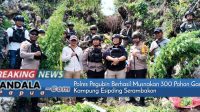 Polres Pegubin Berhasil Musnakan 300 Pohon Ganja Di Kampung Esipding Serambakon 